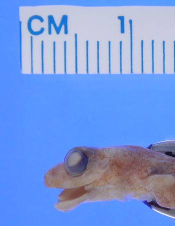 Media type: image; Herpetology A-30428